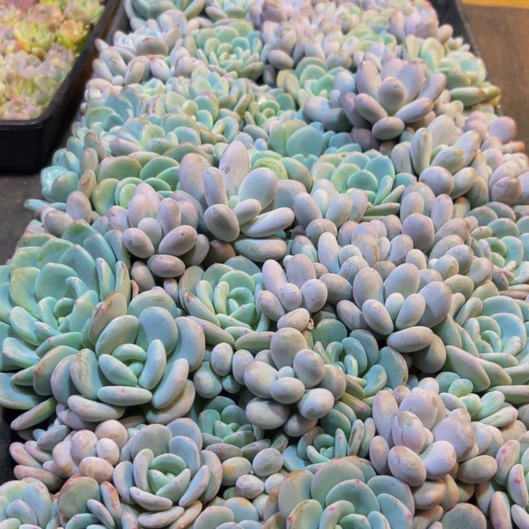 939多肉的小龙虾和一个小龙虾的味道