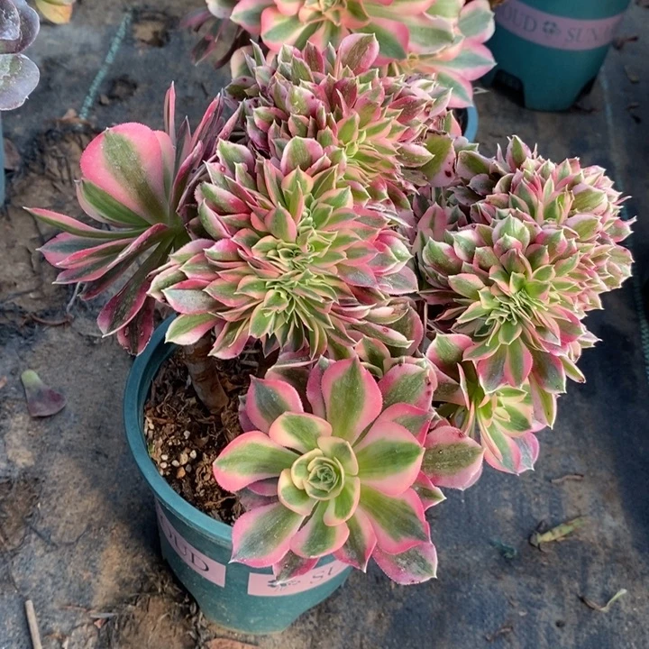 女巫缀19多肉植物法师法师