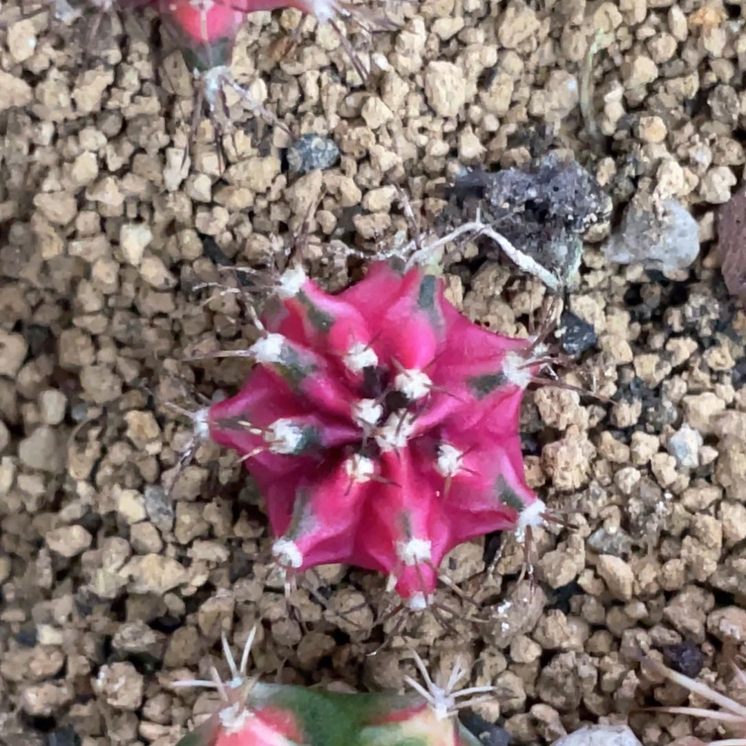 当前无花朵，栽培后可花朵玫红虎斑米哈锦