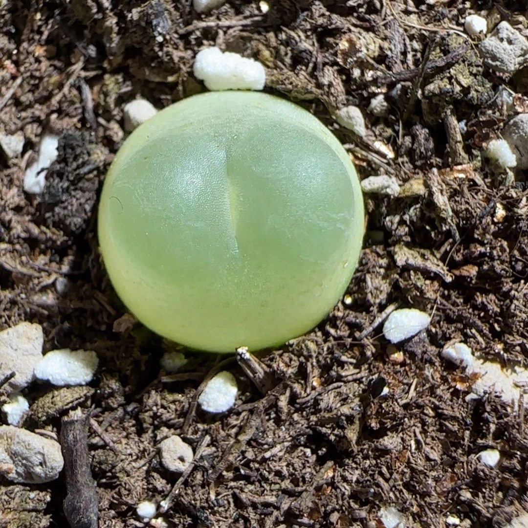 肉锥多肉植物组合-日式拉登298