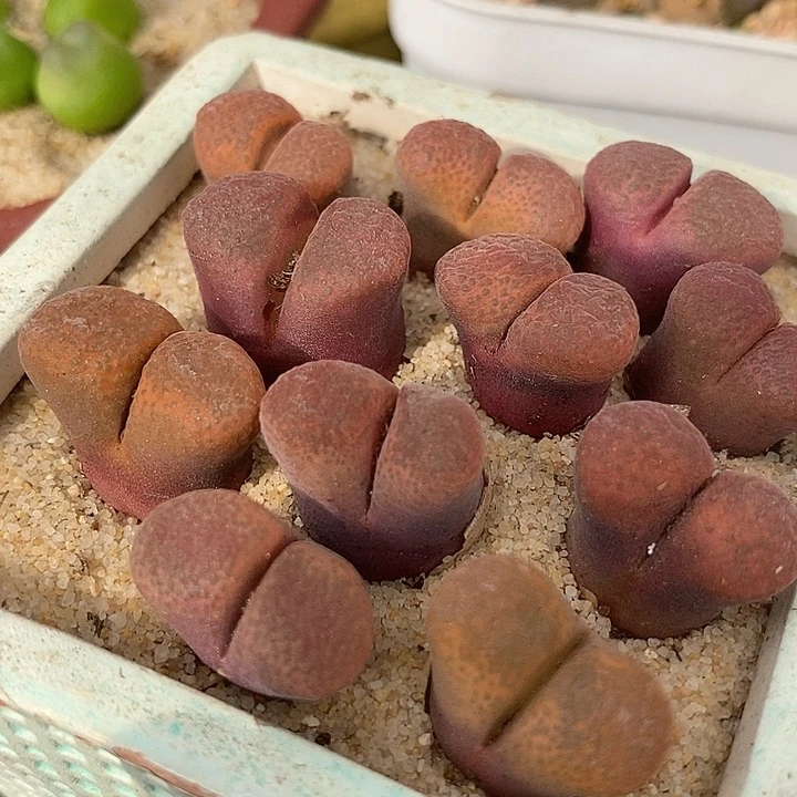 蛋糕风铃母本一组两颗