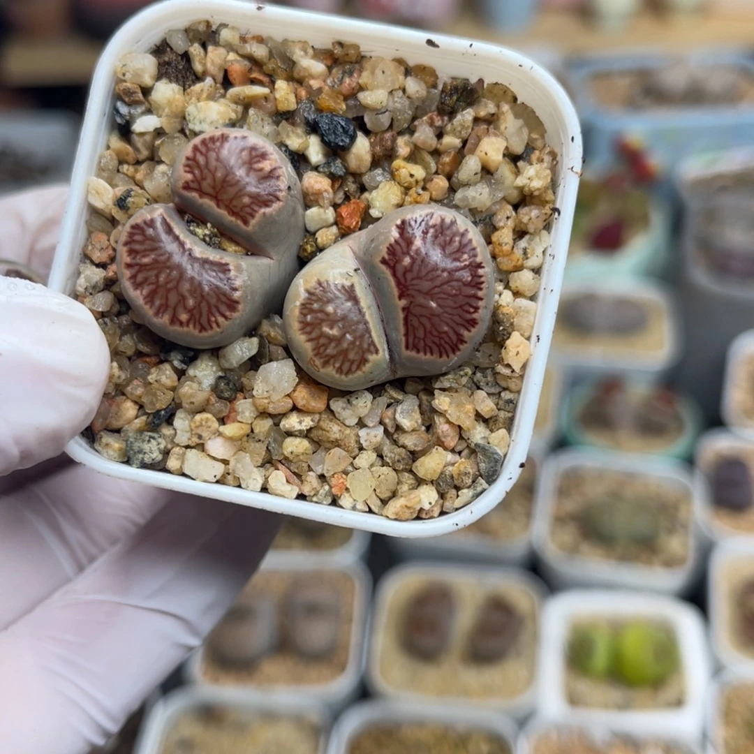 多肉植物一物一拍116