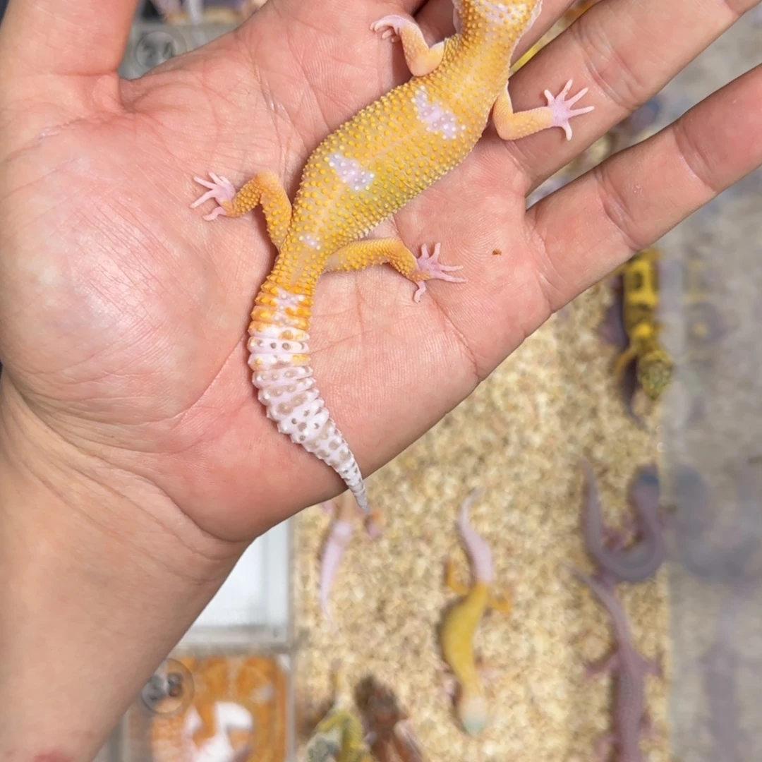 豹纹守宫橘白 公滴滴