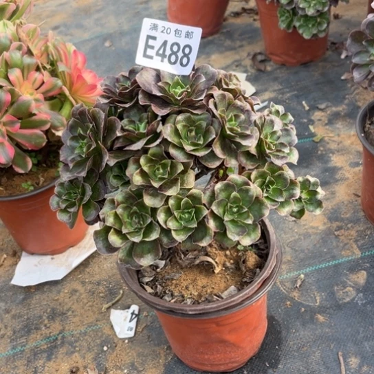 488枚金玫瑰不包断枝