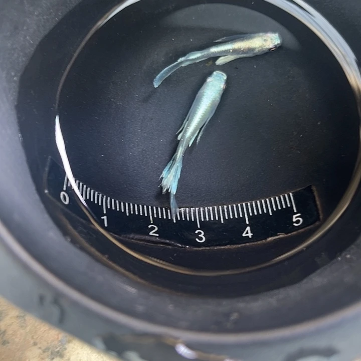 青鳉鱼天使之翼1对