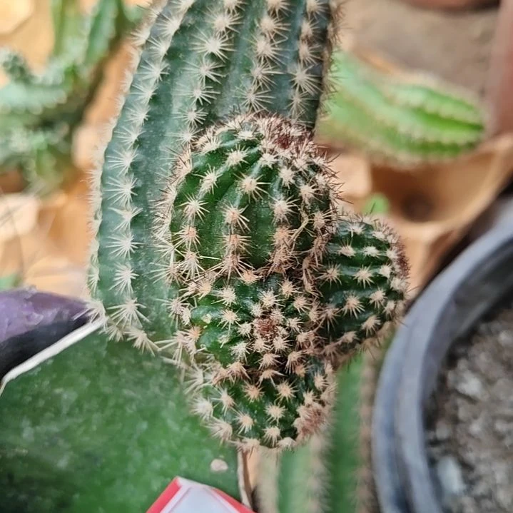 花***朵鲜红虾群头母柱无根78