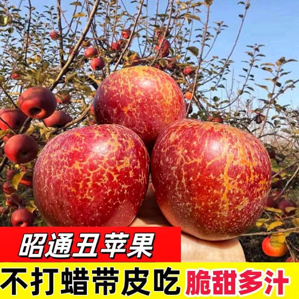 云南昭通丑苹果产地直发红富士冰糖心新鲜水果孕妇维生素C水果
