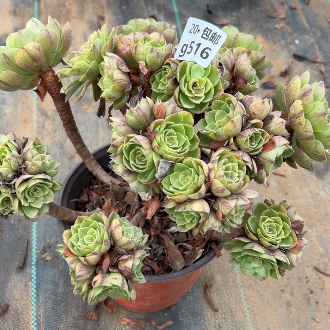 516万拉丝处理，满20包邮