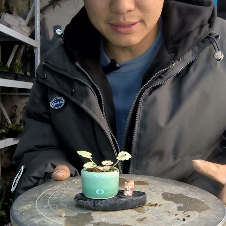 崽*狗小盆景小植物一物一拍236