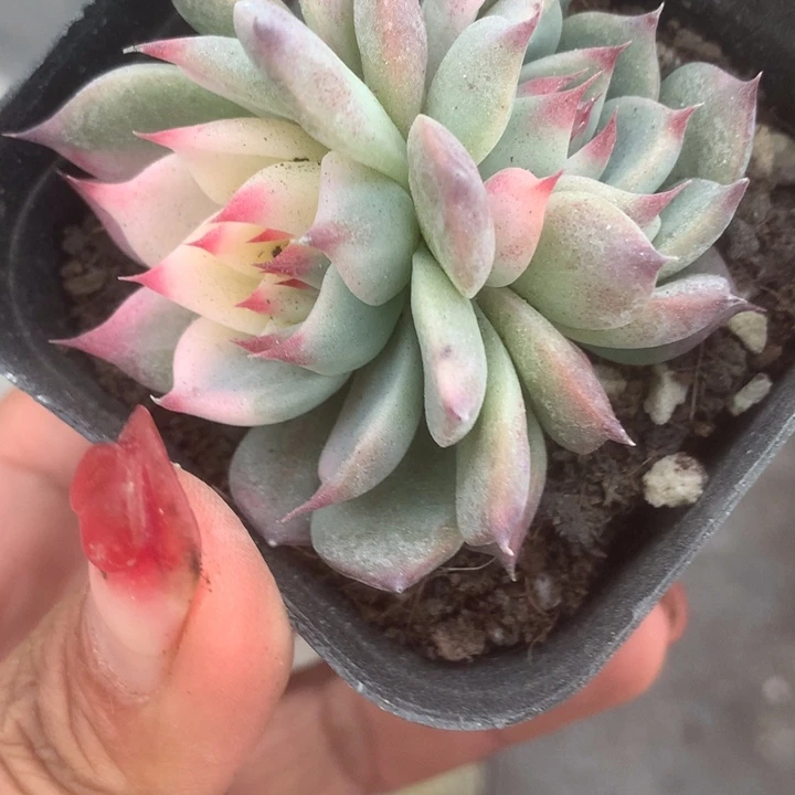 吉娃娃锦。一物一拍 双