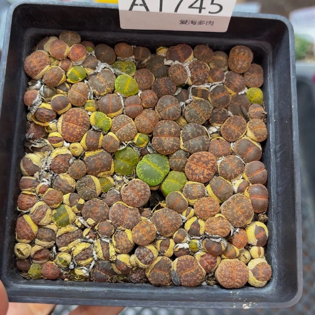 1745 5生石花和肉锥