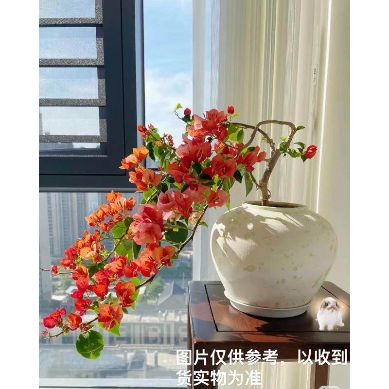 带花或带花苞【不甜西瓜】【包售后一个月】【包对版】三角梅四季开花