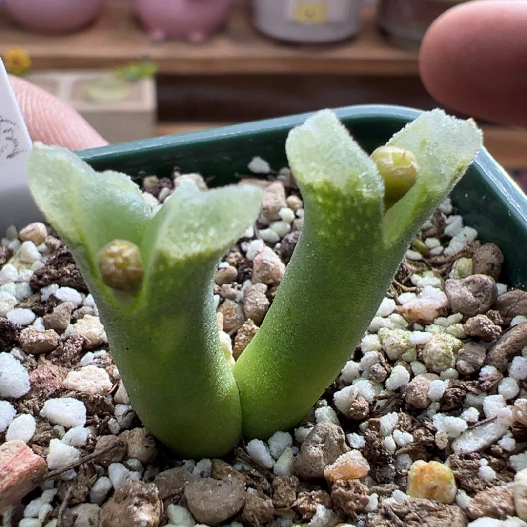 433开播福利双头冰风铃