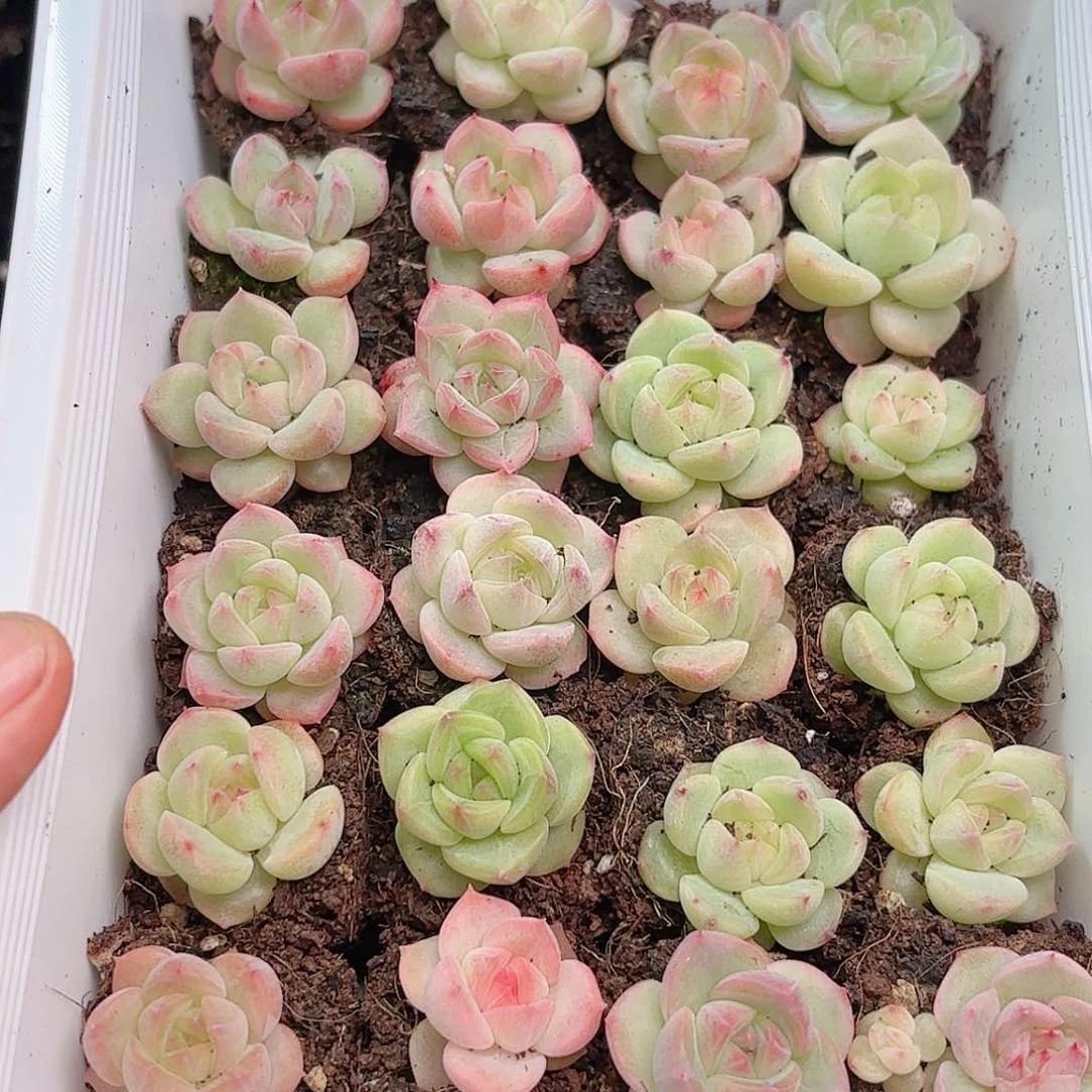 如图品质珍妮一框24颗 新疆西藏内蒙不发货