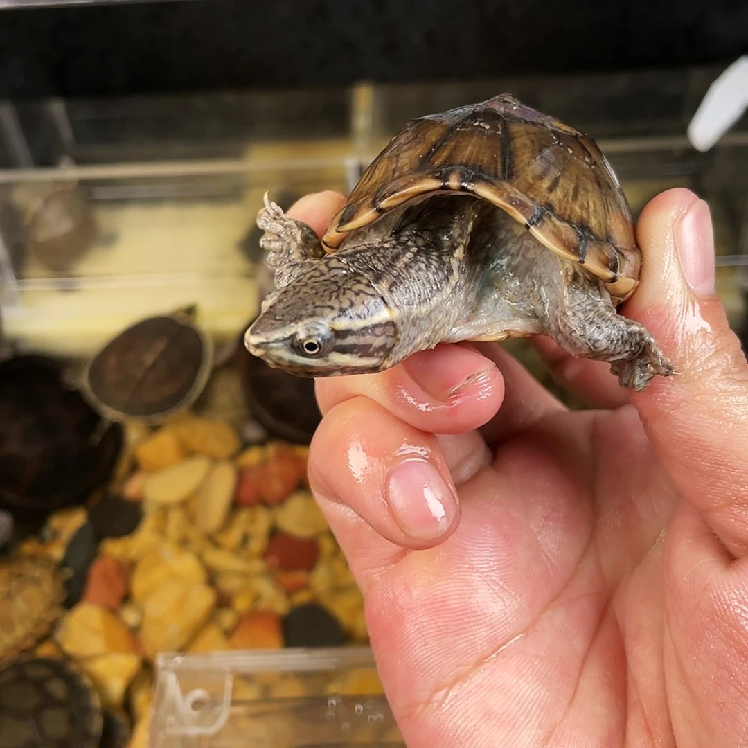 母中华草龟M***ǐ下点点滴滴的订单