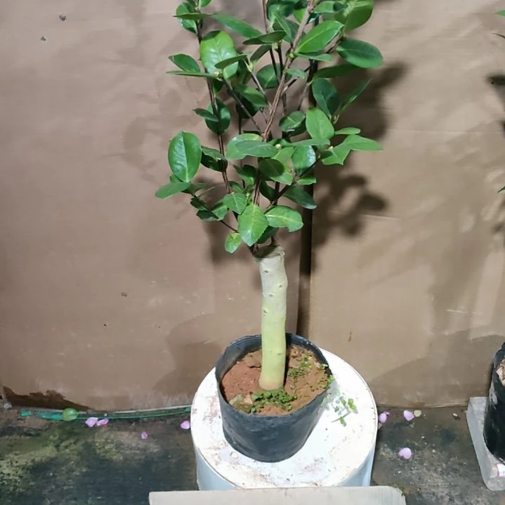 531恨天高，原盆原土发货，不包邮