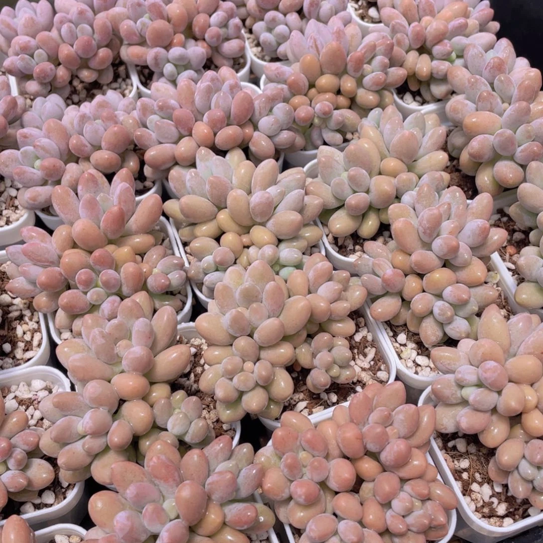 量拍42号 汤圆小群生一个