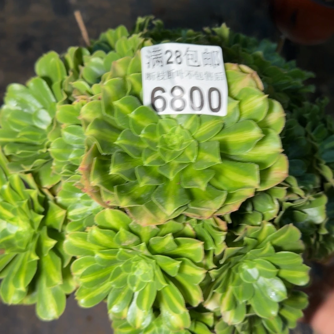 6800琉璃多肉植物