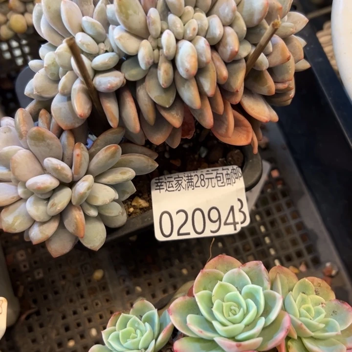 幸运的是你能幸运