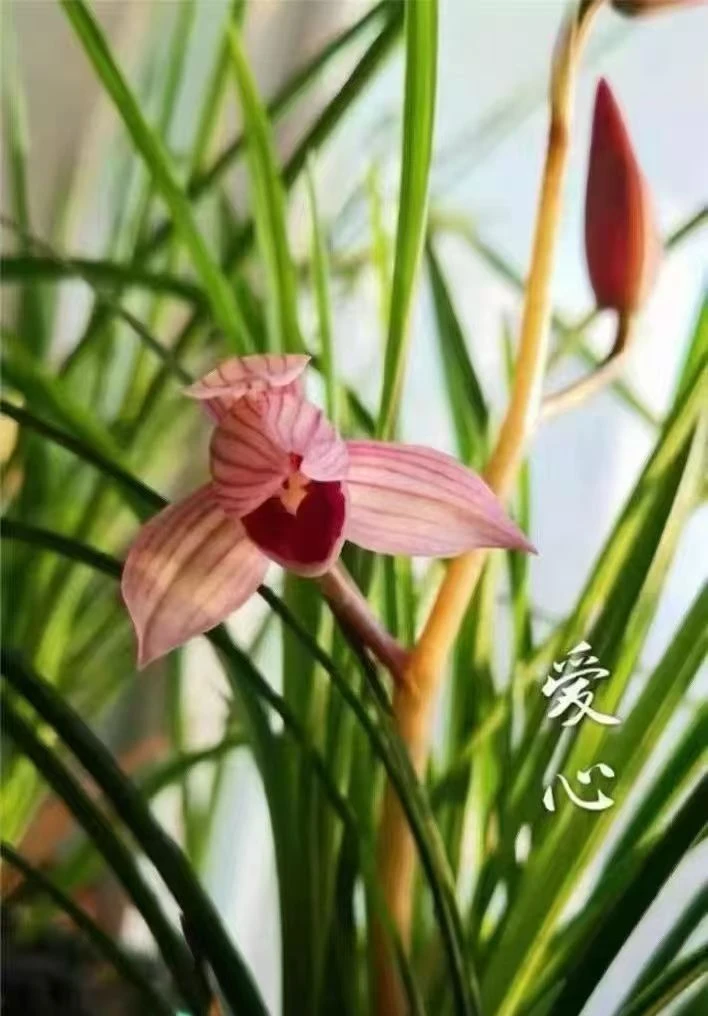 莲瓣兰爱心