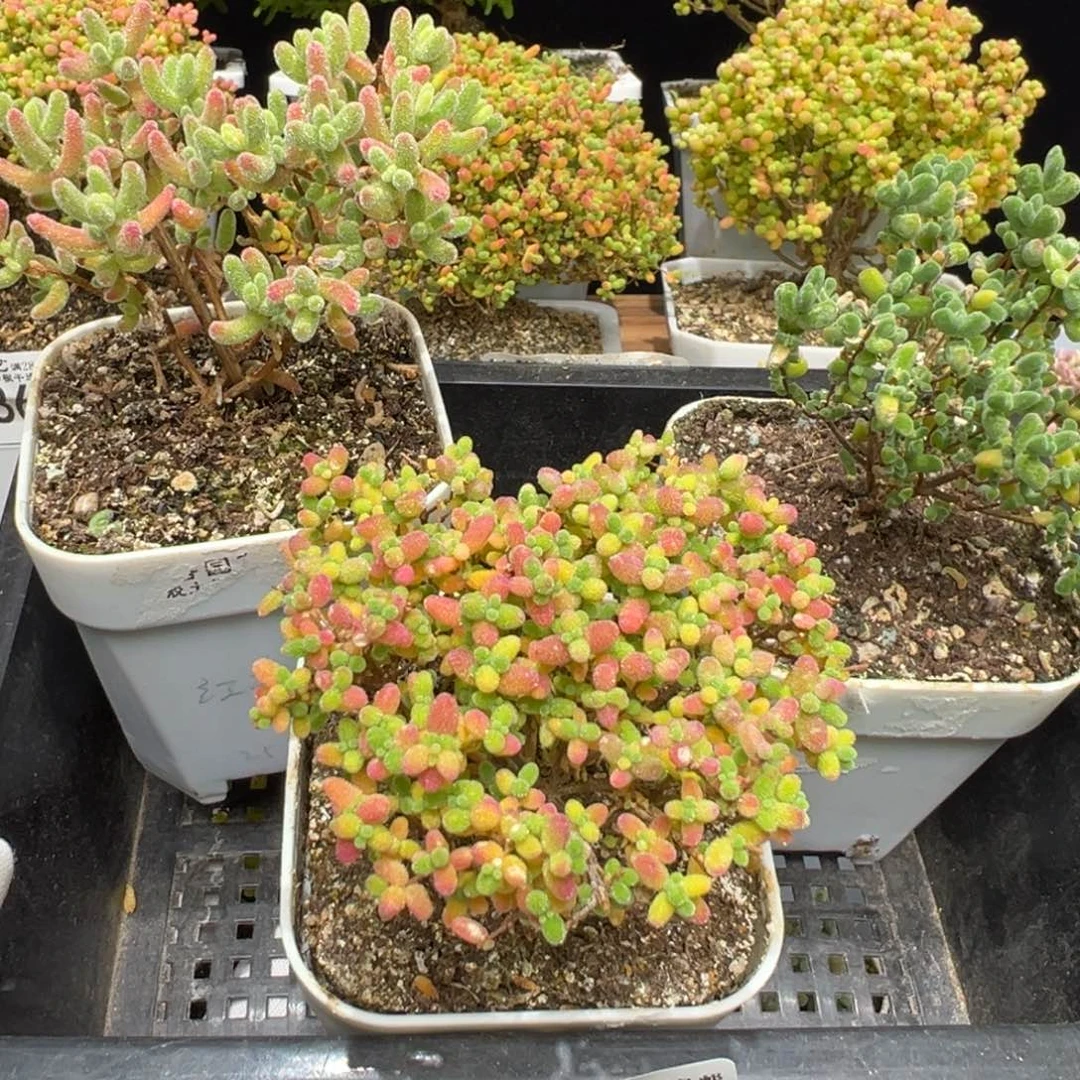 D7909开播福利带盆