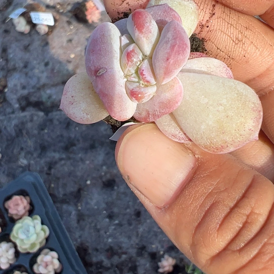 ?****…小卡拉米糖心一物一拍21-74