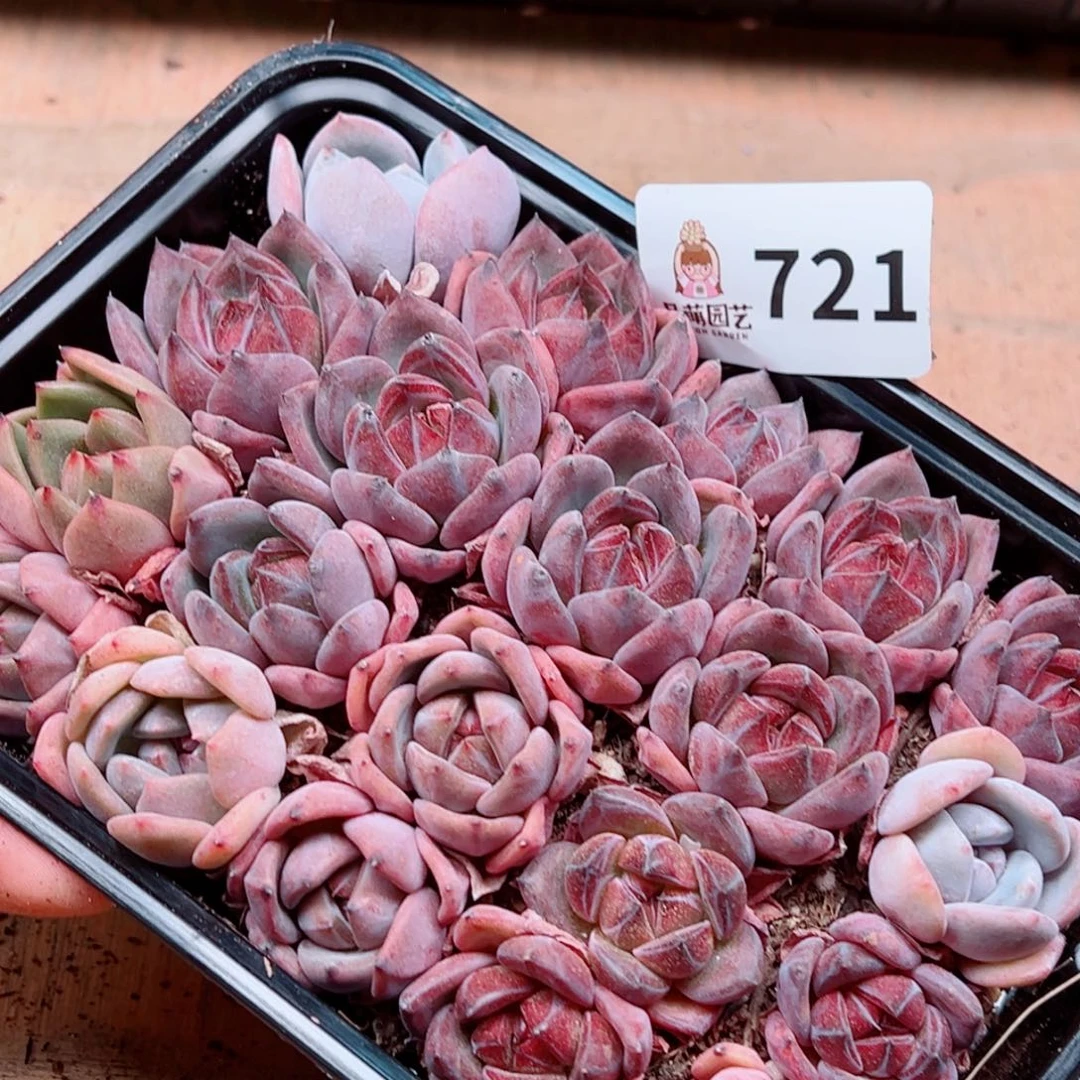 当前无花朵，栽培后可花朵