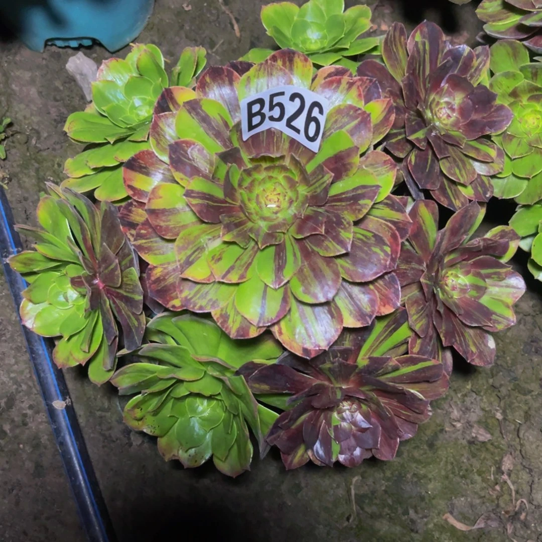 花月夜28//////44包邮