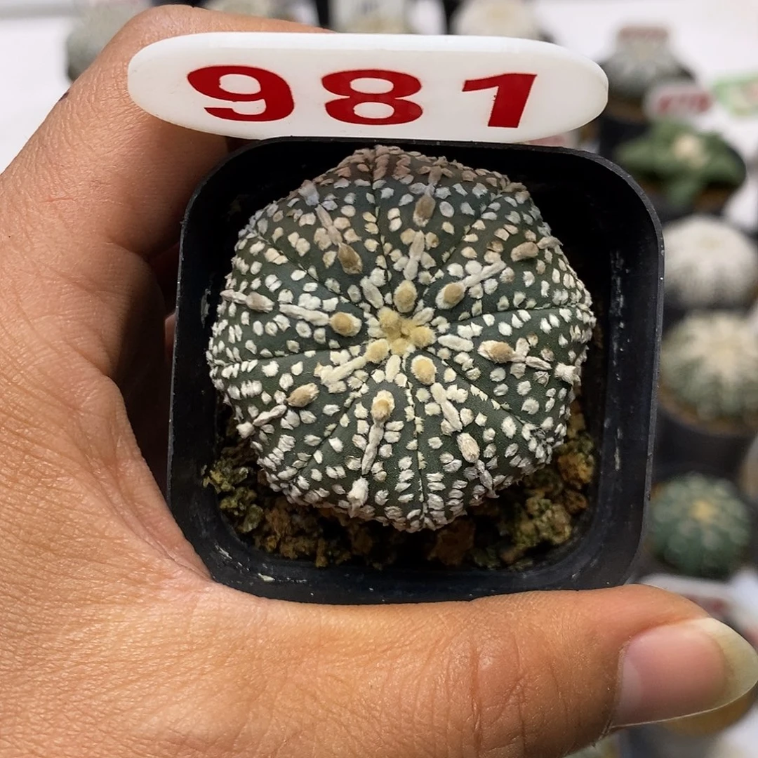 981奇迹特价来了啊期待