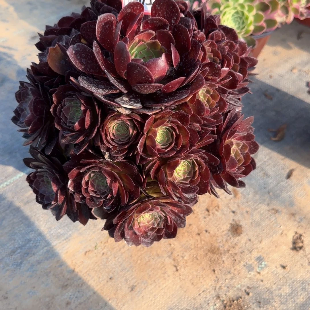 11-115赤焰莲多肉植物