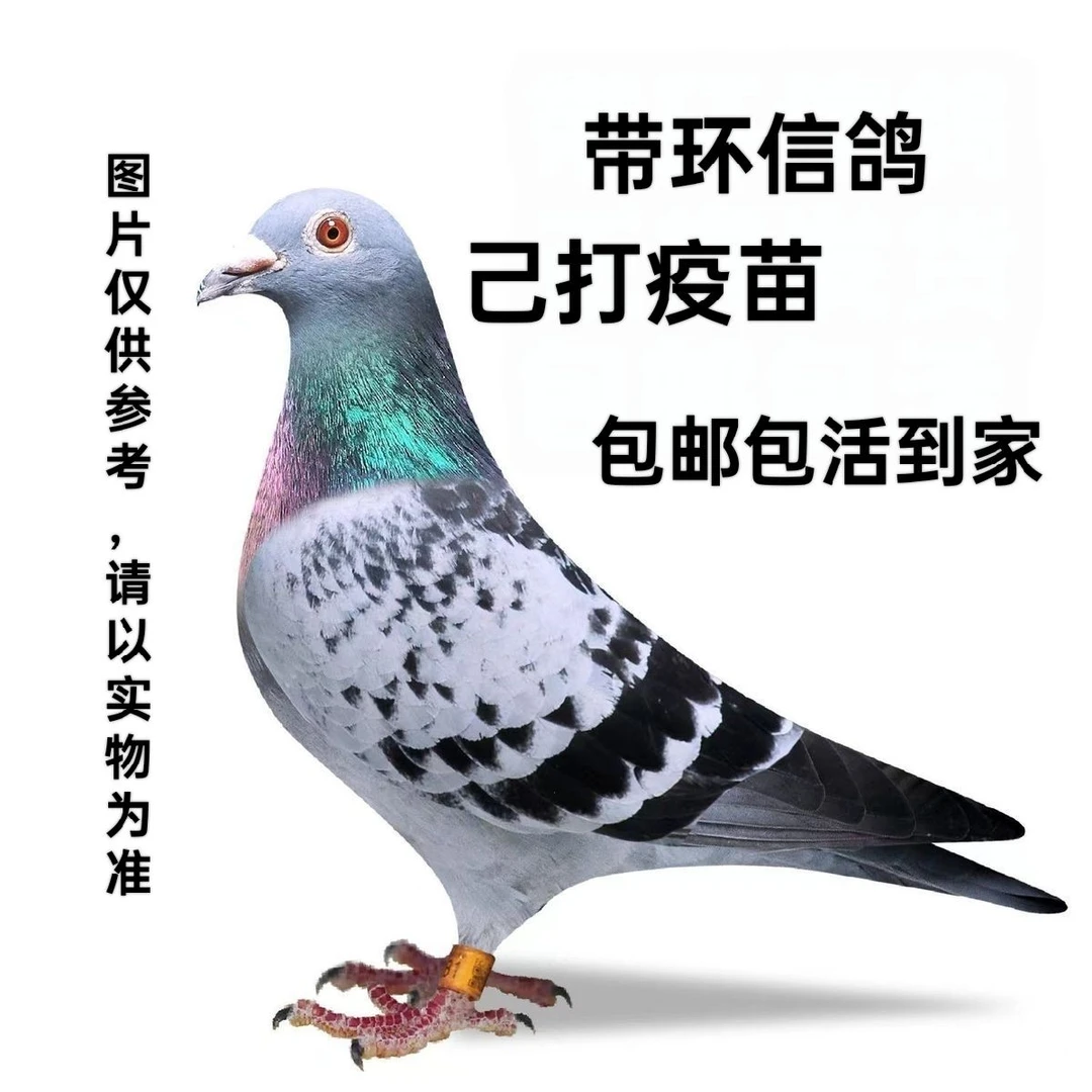 血统赛鸽可飞千公里适合当宠物鸽子信鸽