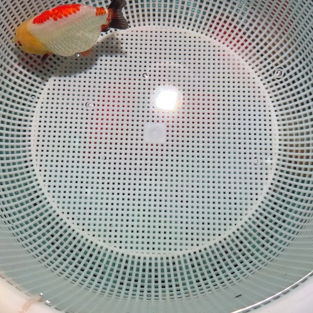 欧***王海水鱼潘氏金鱼兰寿金鱼