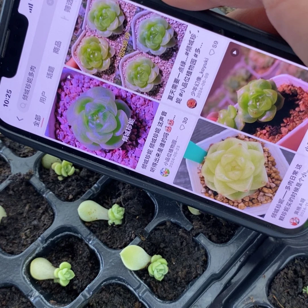 倾城珍妮叶片带芽一个多肉量拍