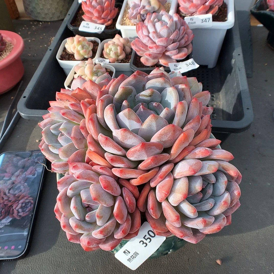 桔***柚350梦露多肉植物6666