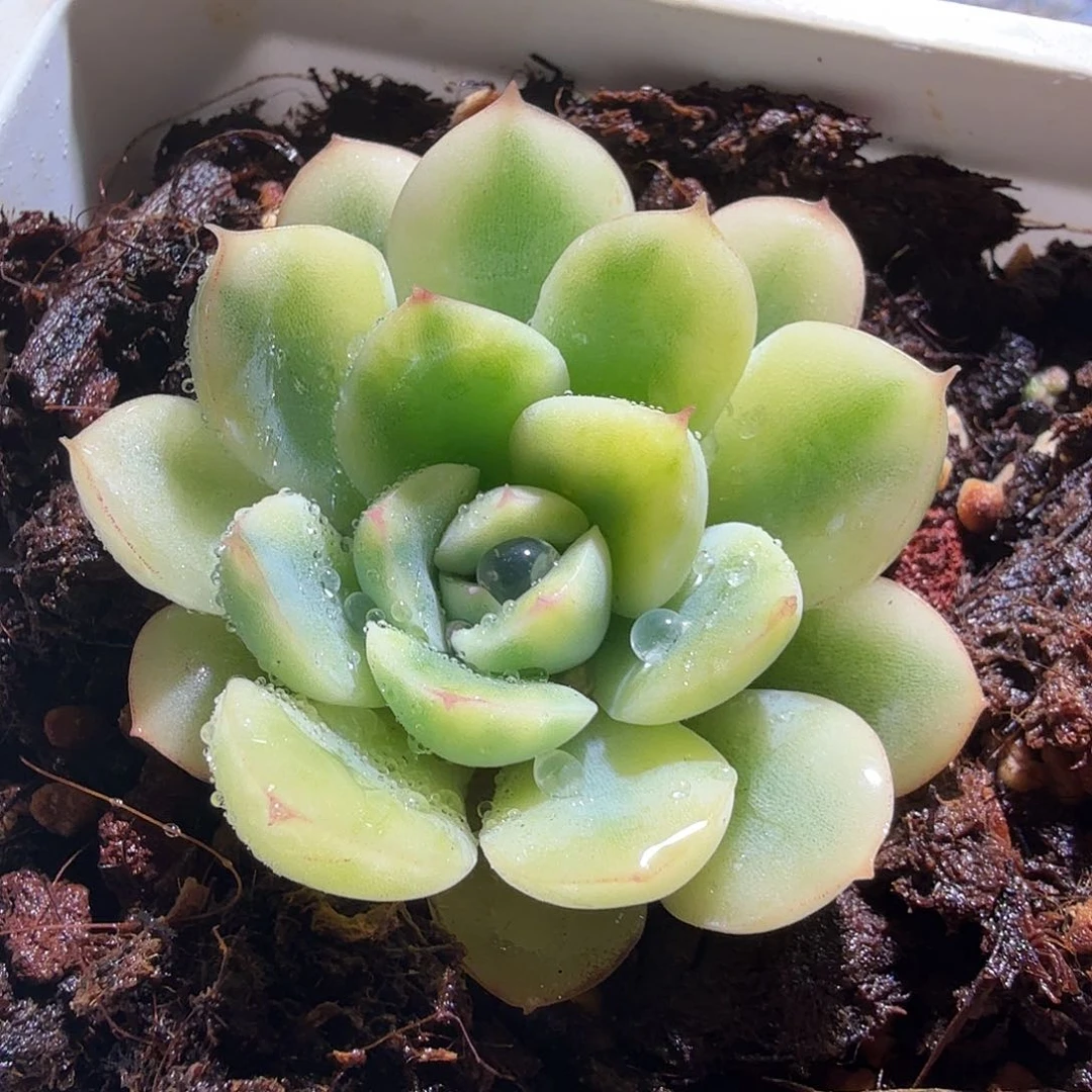 白荷花锦，多肉植物