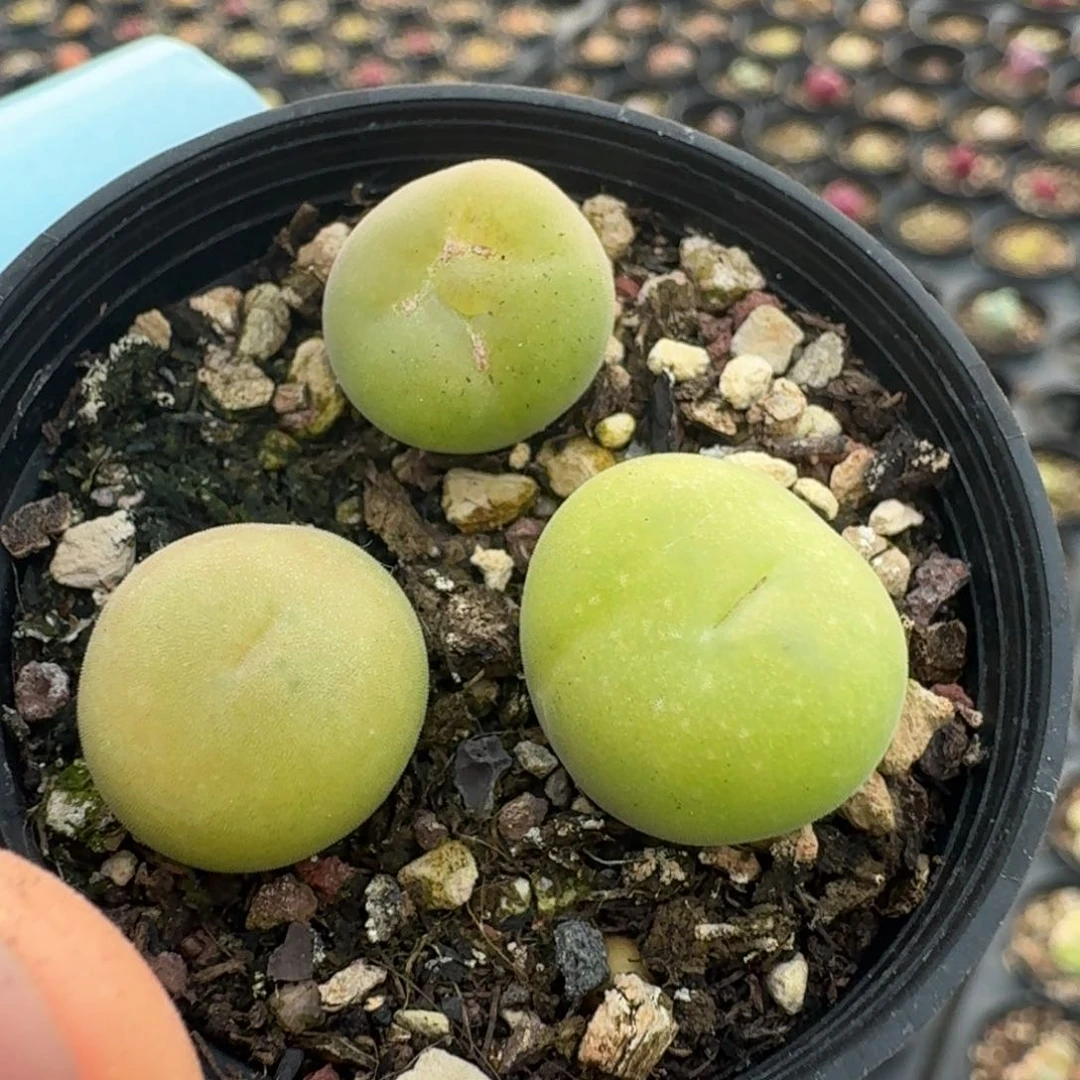 938三颗带盆000000000000