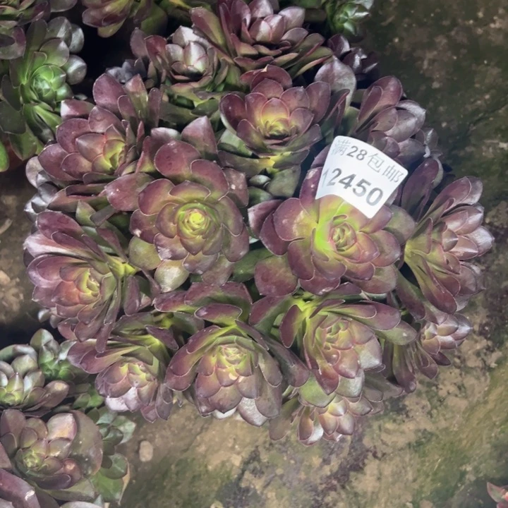 12450玫瑰多肉植物