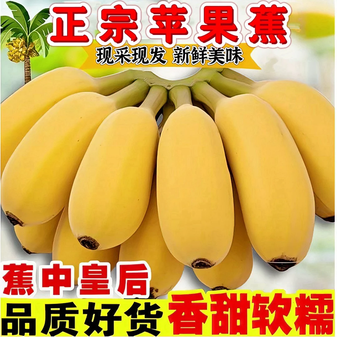 正宗苹果蕉广西产地直销9斤5斤应季新鲜水果西贡蕉粉蕉香蕉批发