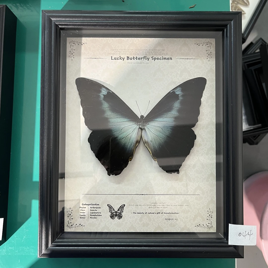 蝴蝶标本专拍044