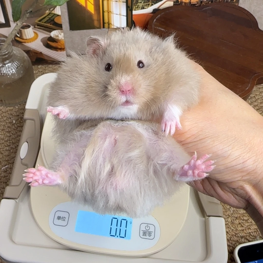 鸽灰弟弟8.08生日