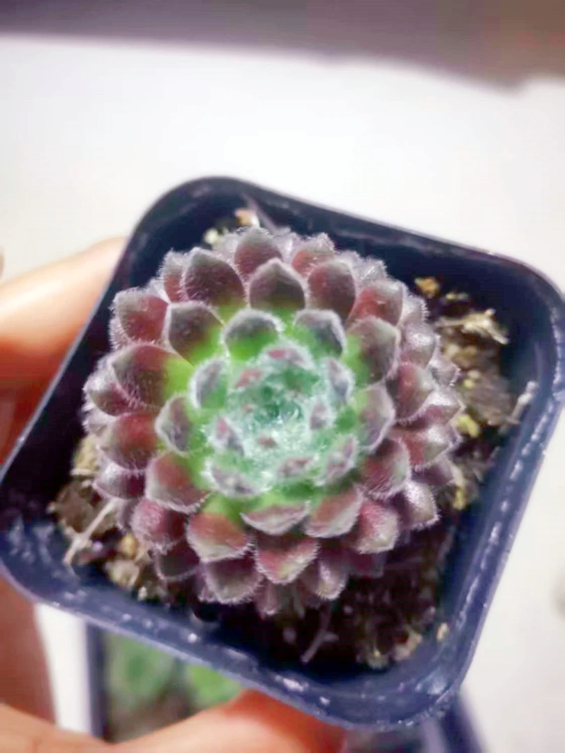 优雅长生草多肉植物 （满9.9元包邮发货）