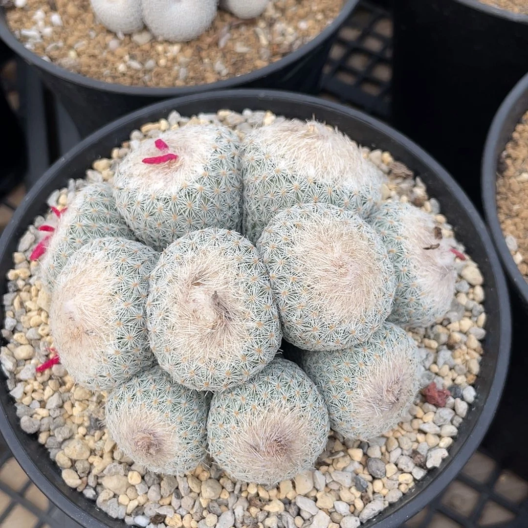 仙人球月世界群生实生砍头10.3厘米