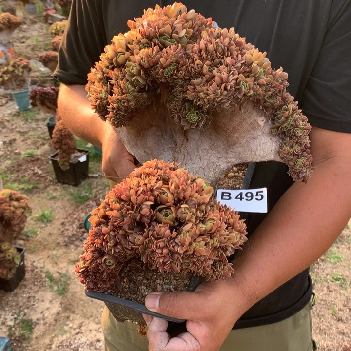 495号两个小缀脱土发货啊