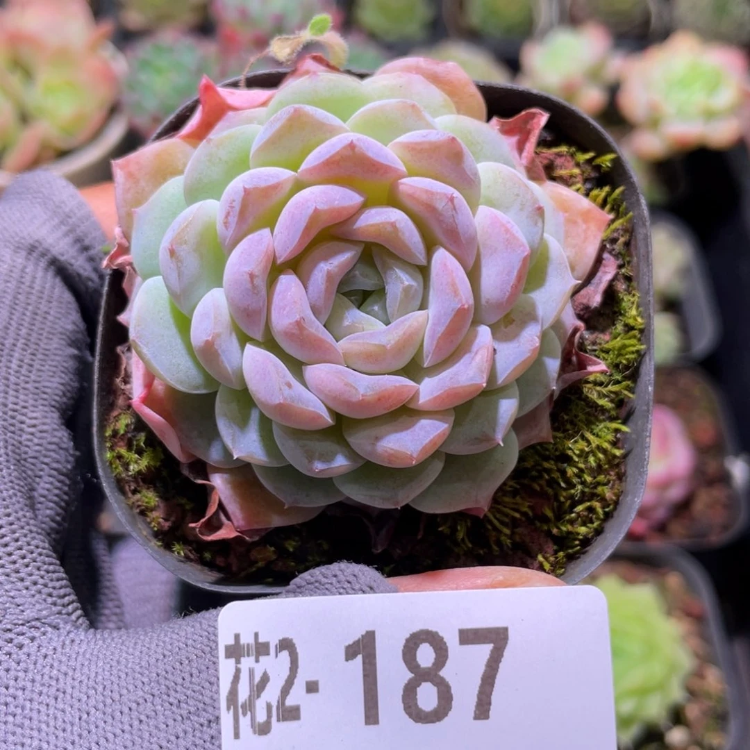 花利美 2-187新品