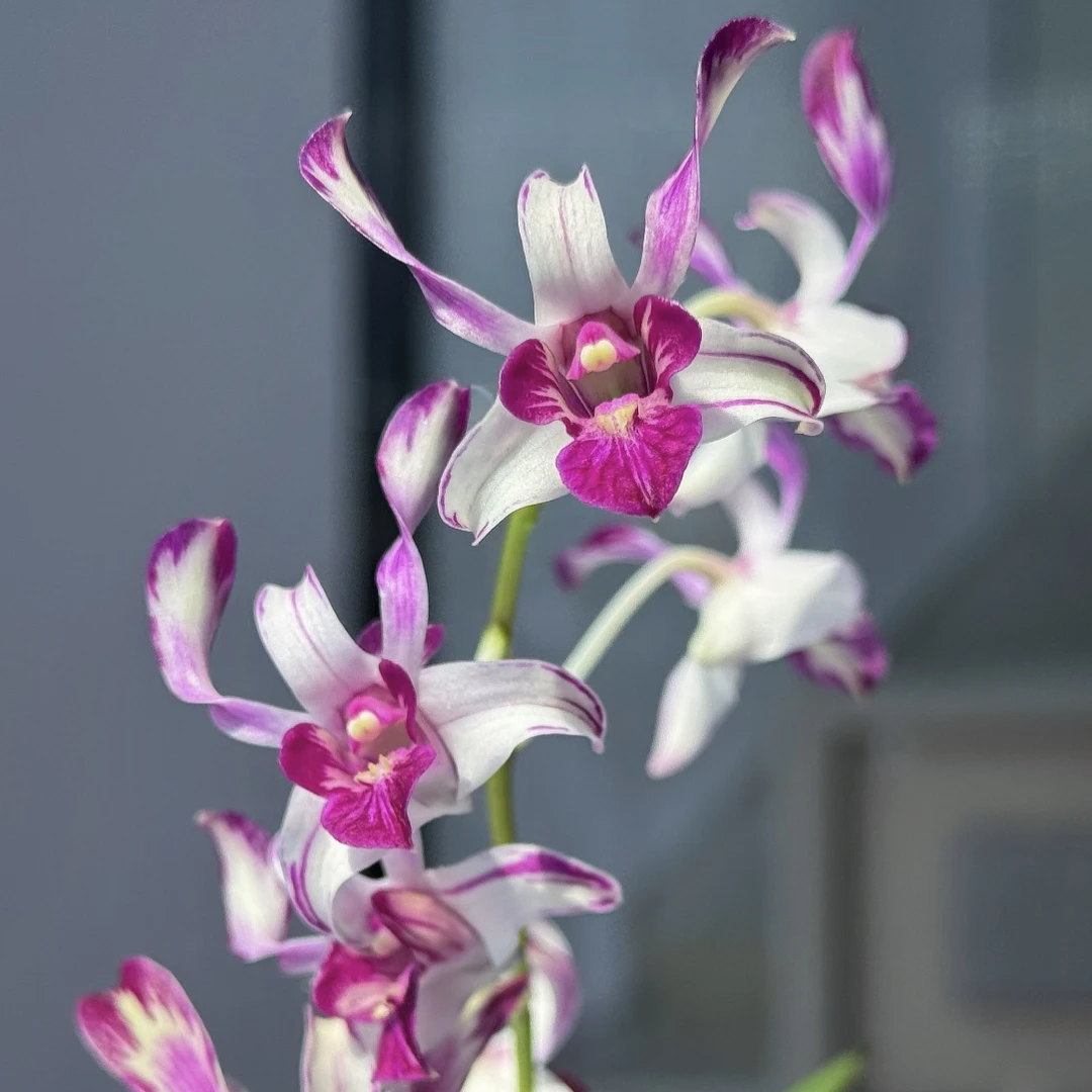 凤尾羚羊泼墨 泰国秋石斛