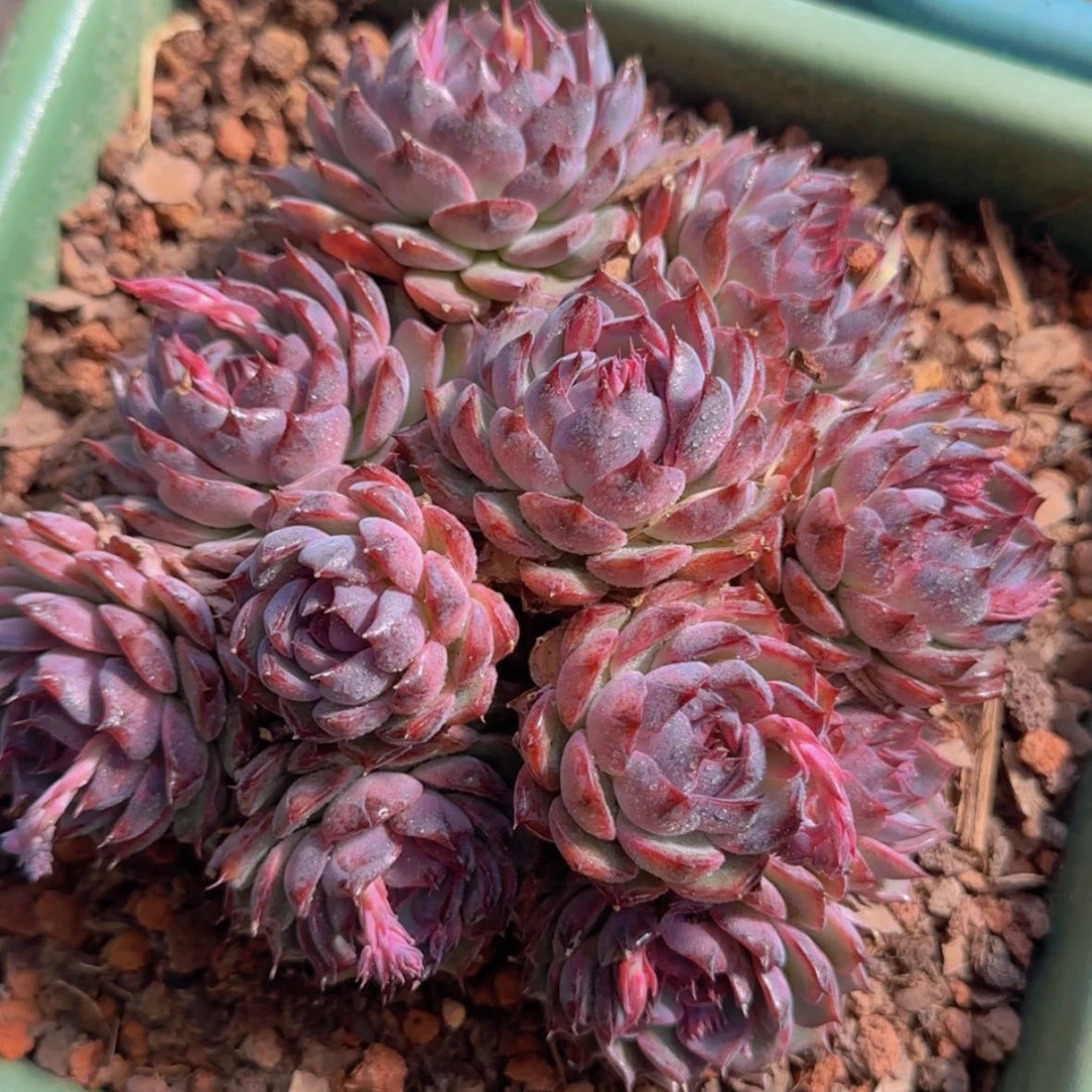 【闪购商品】手捧蓝色妖姬