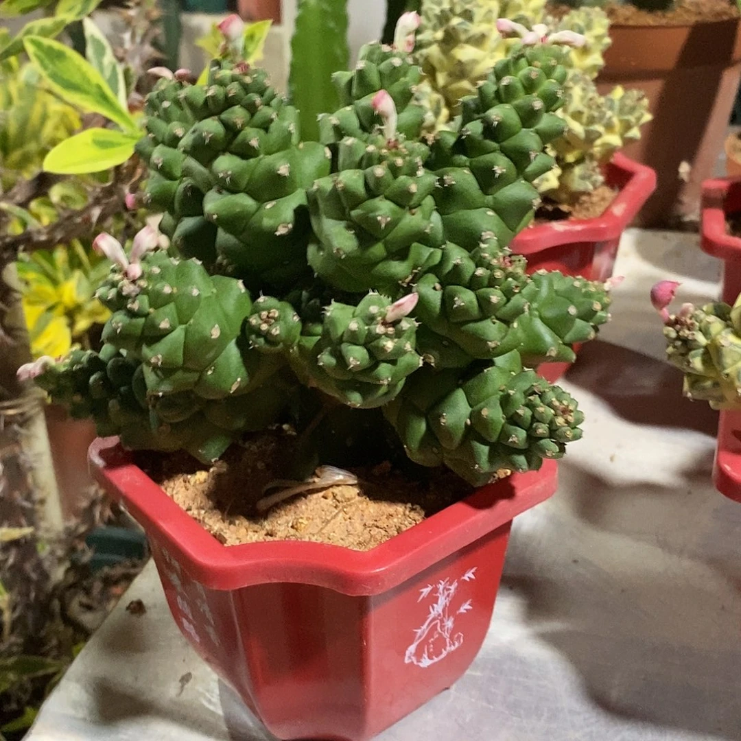 无花朵将军阁一物一拍