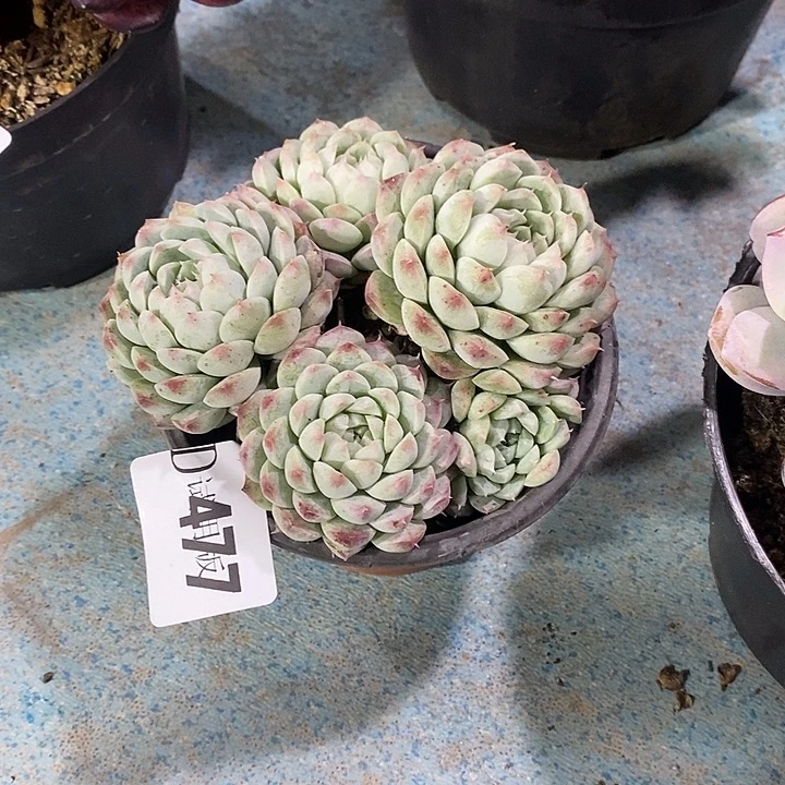 请***”477阿尔巴美尼多肉