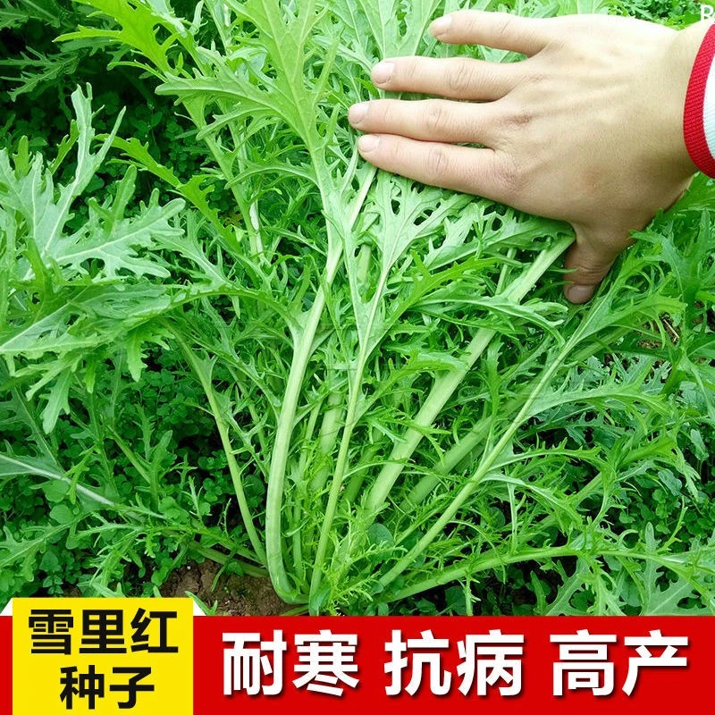 .雪里红种子四季播种庭院阳台瓜果蔬菜花叶雪里蕻雪菜盆栽易种种