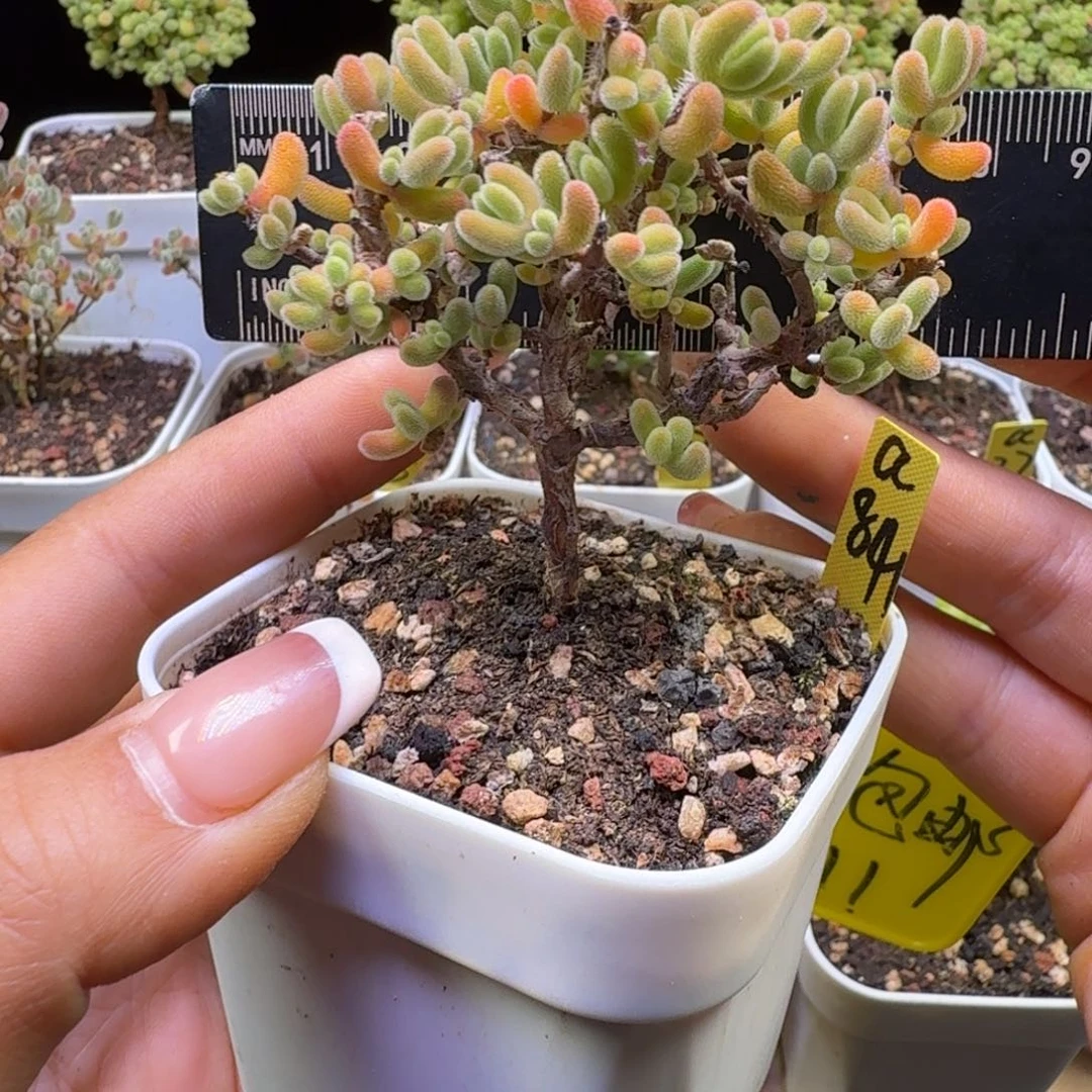 a84号实生红叶冠服7厘米左右